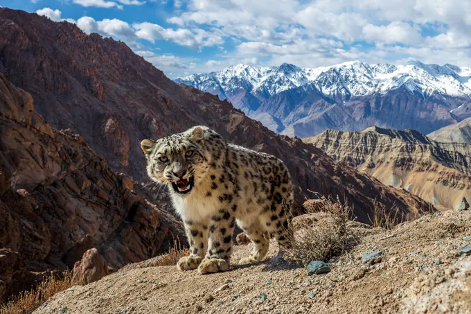 A snow leopard amid a backdrop of barren mountains