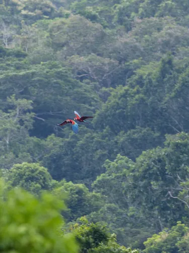 A pair of red and green macaws fly toward their nest inside the forested canopy of the Madre de Dios region of the Peruvian Amazon