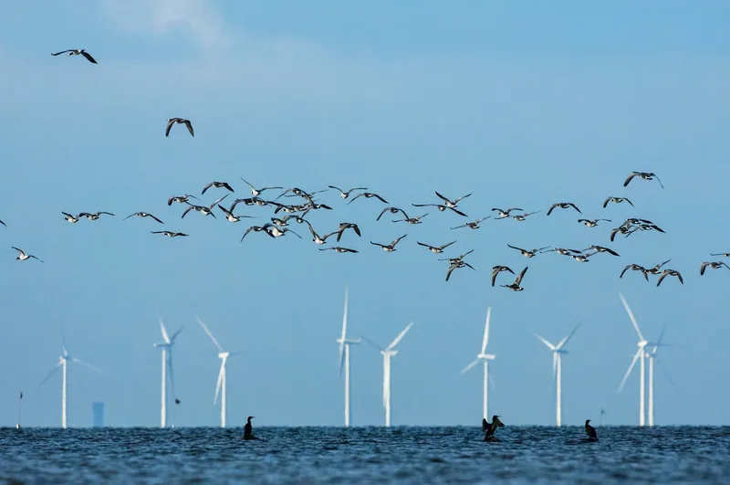 A group of geese fly over wind turbines in the ocean