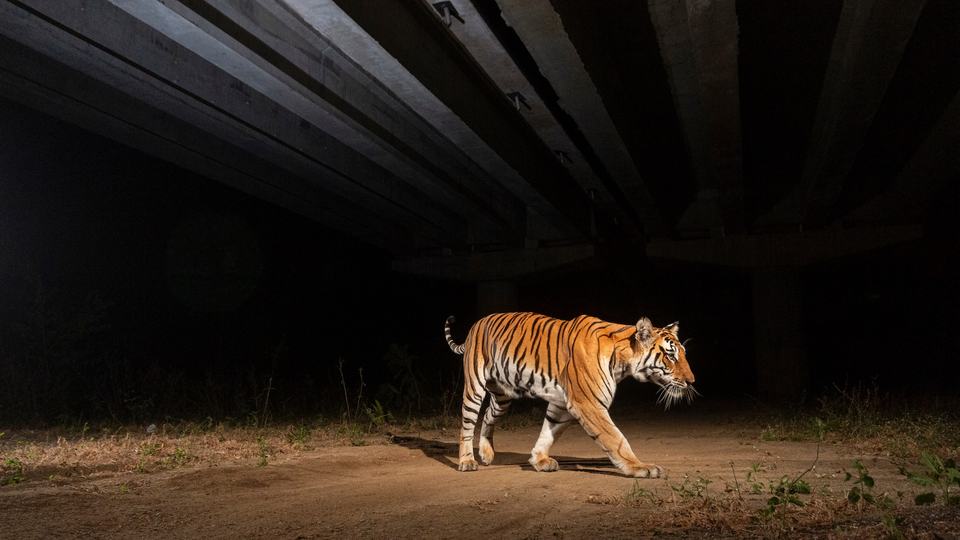 A tiger walks on dirt underneath a highway overpass