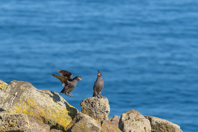 Two black birds with orange beaks on barren rocks with the blue ocean in the background