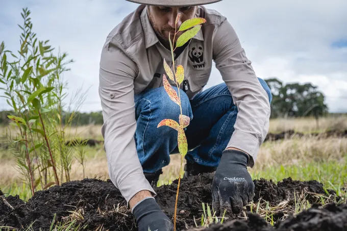 A person kneels in the dirt to plant a sapling