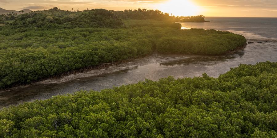 An aerial view of mangrove forests and the ocean