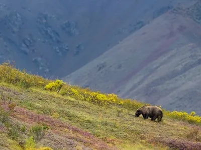 A grizzly bear climbs a grass and wildflower-lined slope in Denali National Park, Alaska