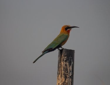 Southern white fronted bee eater bird with bright orange and green feathers stands on a pole.