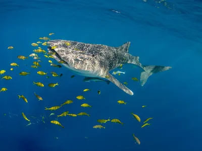 Whale Shark (Rhincodon typus) and Golden trevally (Gnathanodon speciosus) Cenderawasih Bay, West Papua, Indonesia.
