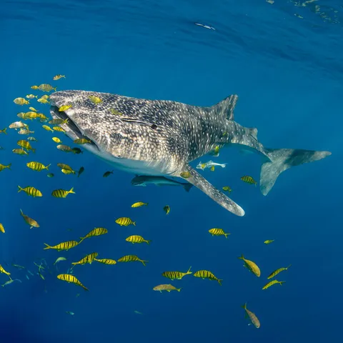 Whale Shark (Rhincodon typus) and Golden trevally (Gnathanodon speciosus) Cenderawasih Bay, West Papua, Indonesia.