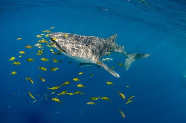 Whale Shark (Rhincodon typus) and Golden trevally (Gnathanodon speciosus) Cenderawasih Bay, West Papua, Indonesia.