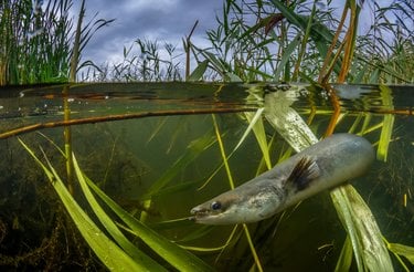 An eel swims in a river