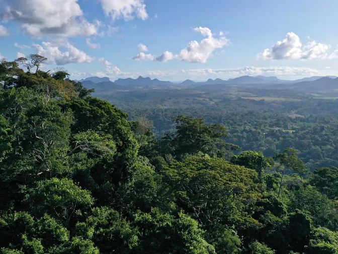 Landscape of a vast and biodiverse forest on a clear, sunny day.