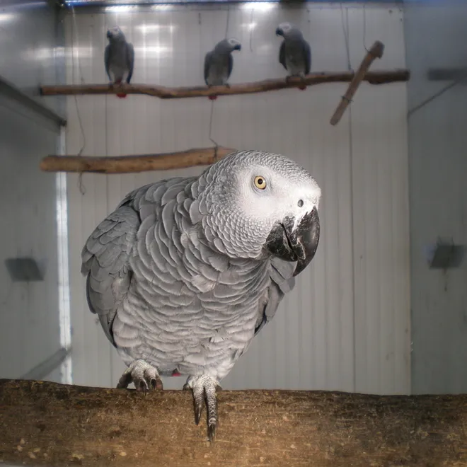 Grey parrot at a rehabilitation center in Italy.