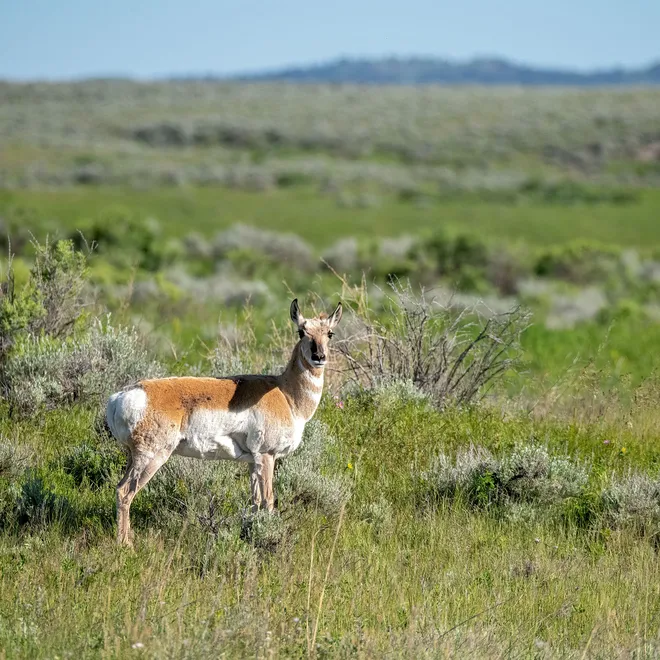 A single tan and white pronghorn stands in a green, grassy plain looking at the camera