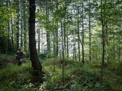 75 year old local resident, Abdul Qayyum, is responsible for planting as well as providing several saplings of all kind of plant species sought by various nurseries across Nathiagali in order to boost reforestation. He is a nature lover who has been worki