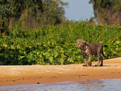 Young Jaguar (Panthera onca), walking along riverbank in Northern Pantanal, Brazil.