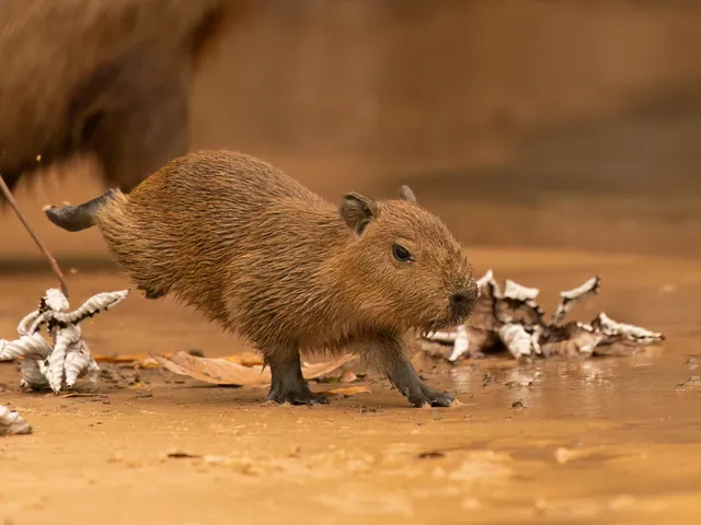 Capybara pup running on a sandy shore
