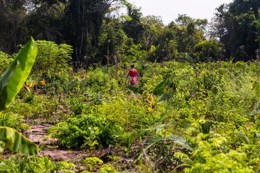 Francenilda dos Santos (Sol), Community Leadership, walks through São Francisco community's agroecological plantation