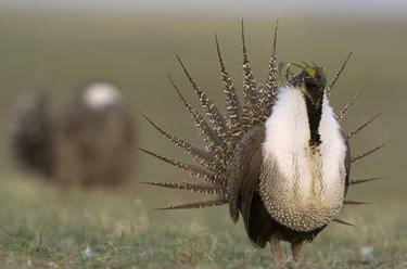 A male greater sage grouse with a white chest and black and white feathers displays his plumage as part of a mating ritual