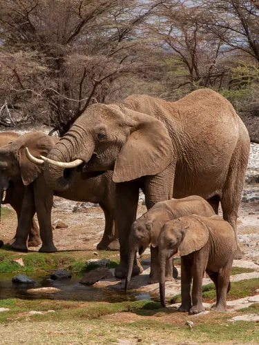 African savanna elephant at a water hole