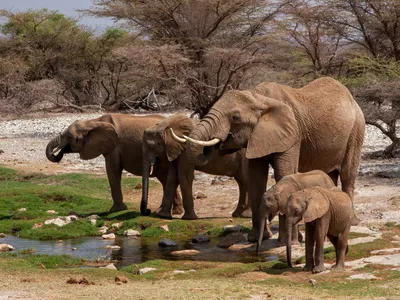 African savanna elephant at a water hole