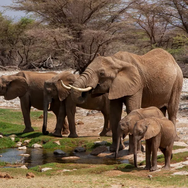 African savanna elephant at a water hole