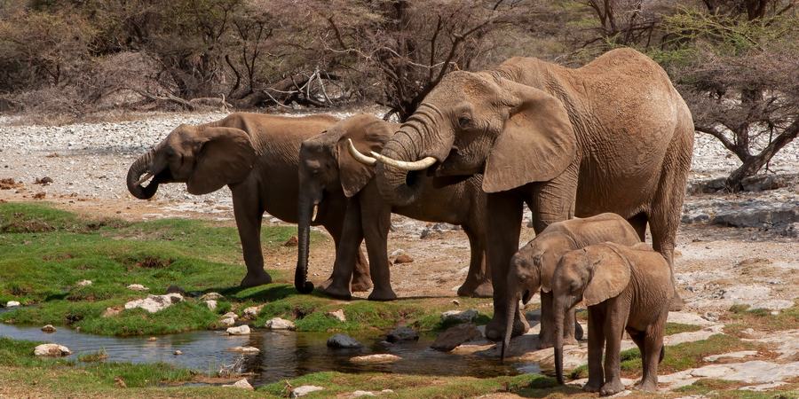 African savanna elephant at a water hole
