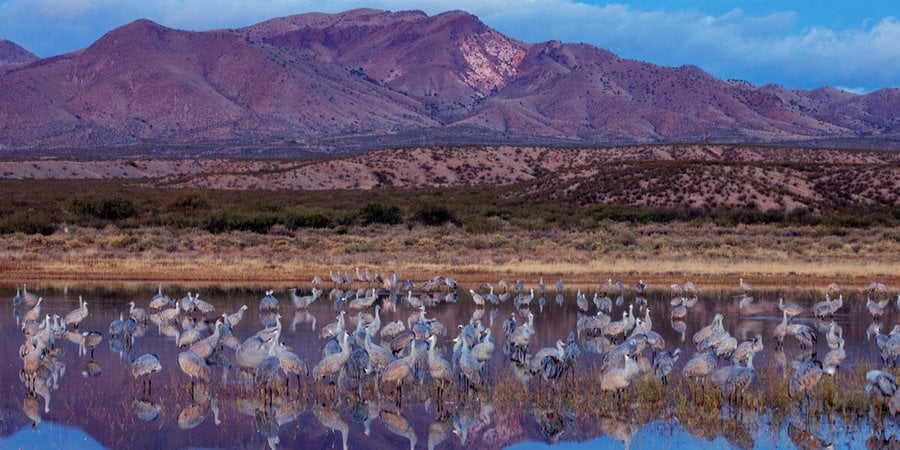 Sandhill cranes wading in water at the bottom of a mountain