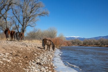 A horse drinks from a river bank with other horses visible to the side and snowcapped mountains in the distance