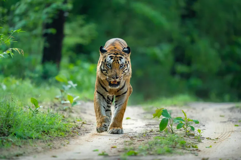 Wild tiger (Panthera tigris) in Bandhavgarh National Park, India.