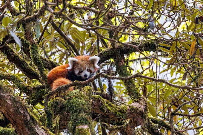 A red panda looks down from a tree
