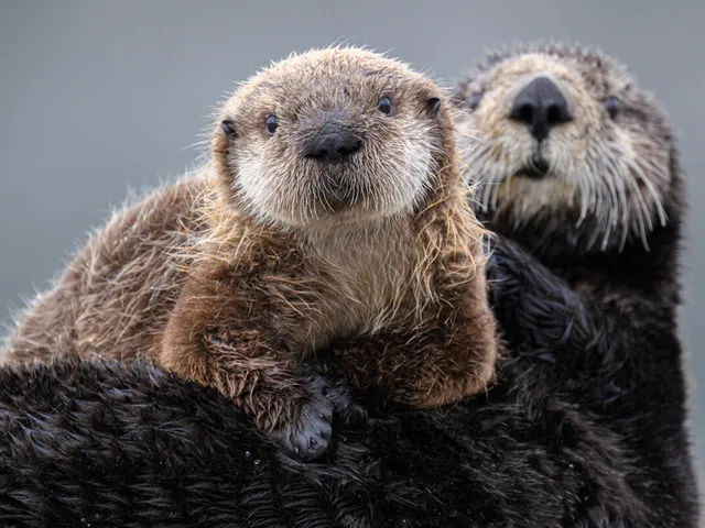 Sea otter holding pup on belly