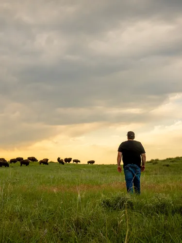 A man walks toward a herd of buffalo as the sun sets