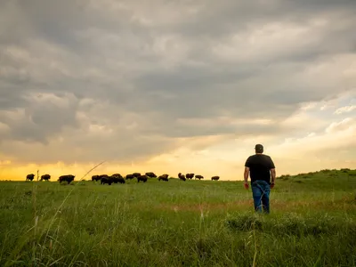 A man walks toward a herd of buffalo as the sun sets