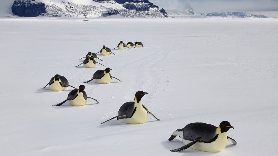 Penguins slide in line over ice