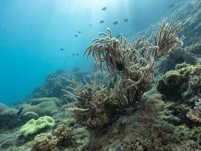 Fringing the island in a halo of turquoise, Nosy Hara’s coral reef harbors an exceptional diversity of marine life found nowhere else, serving as both a vital nursery for fish and a natural barrier that shields the coast from pounding waves. Madagascar