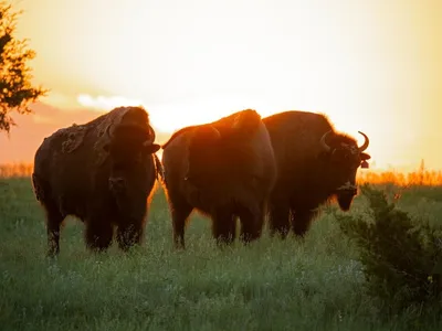 Three plains bison in grasslands with sun behind them
