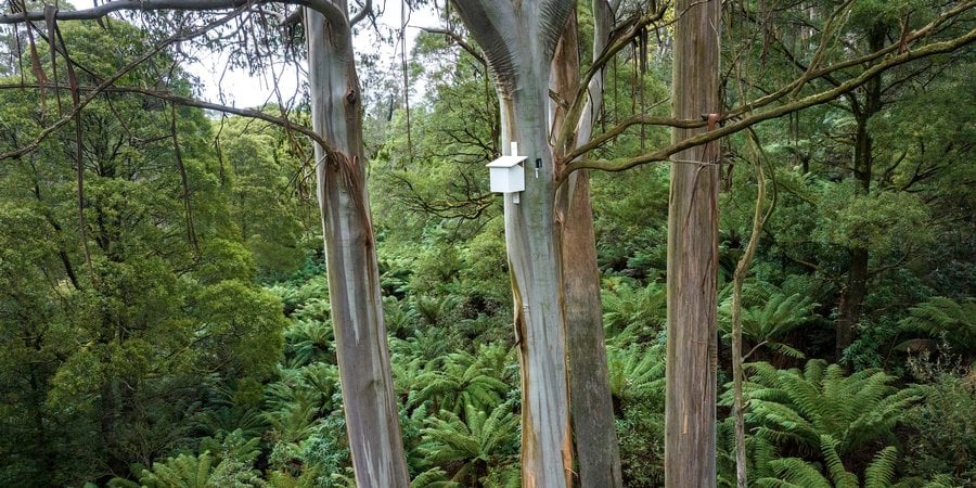 A nest box in a lush forest