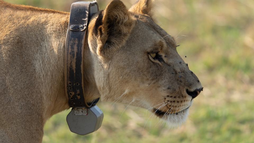 A close-up of a lion wearing a large collar