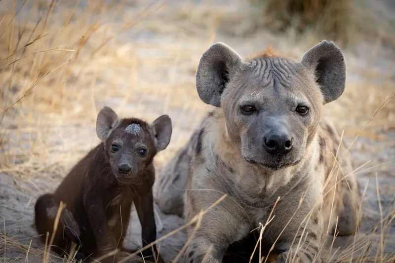 A dark brown hyena pup sits next to its tan, spotted mom in a sandy and grassy area