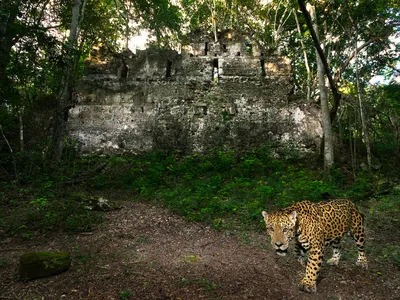 A jaguar captured on camera trap, with stone historical ruin in background
