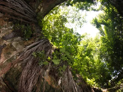 Low angle photo, looking up at jungle vegetation and circular opening to sky