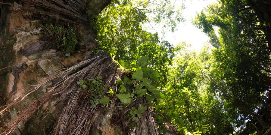 Low angle photo, looking up at jungle vegetation and circular opening to sky