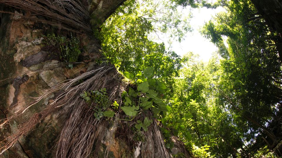 Low angle photo, looking up at jungle vegetation and circular opening to sky