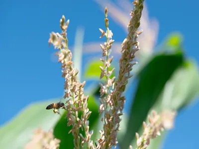 A bee on a tall pink flower