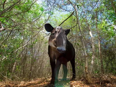 A tapir caught on camera trap