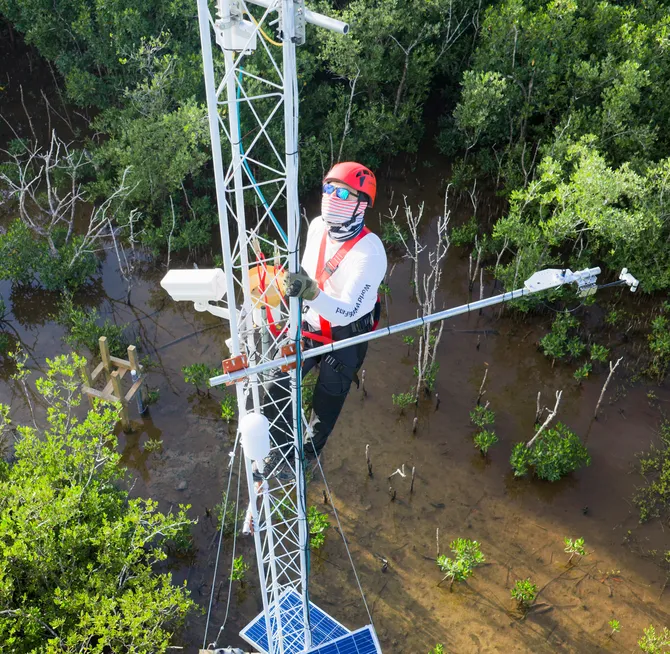 Image source - https://www.worldwildlife.org/news/magazine/fall-2026/mapping-climate-consequences-for-mangrove-forests/