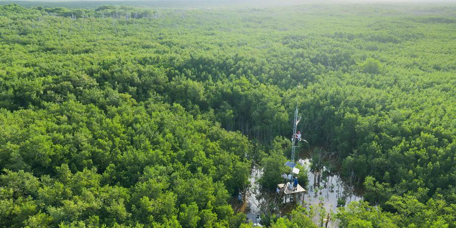 Aerial photo of workers on a white tower on a platform surrounded by trees