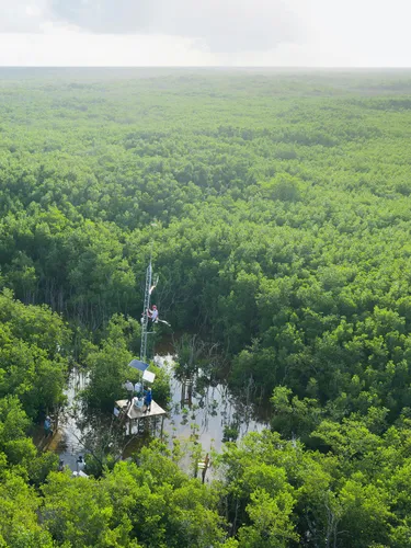 Aerial photo of workers on a white tower on a platform surrounded by trees