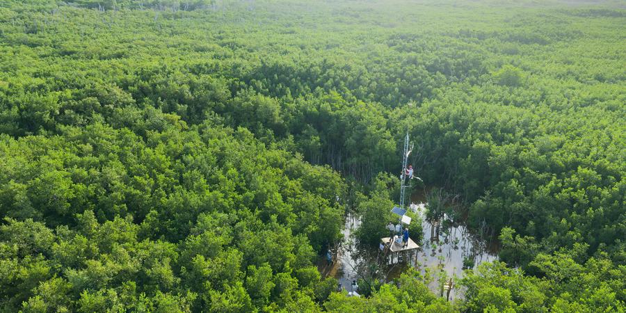 Aerial photo of workers on a white tower on a platform surrounded by trees