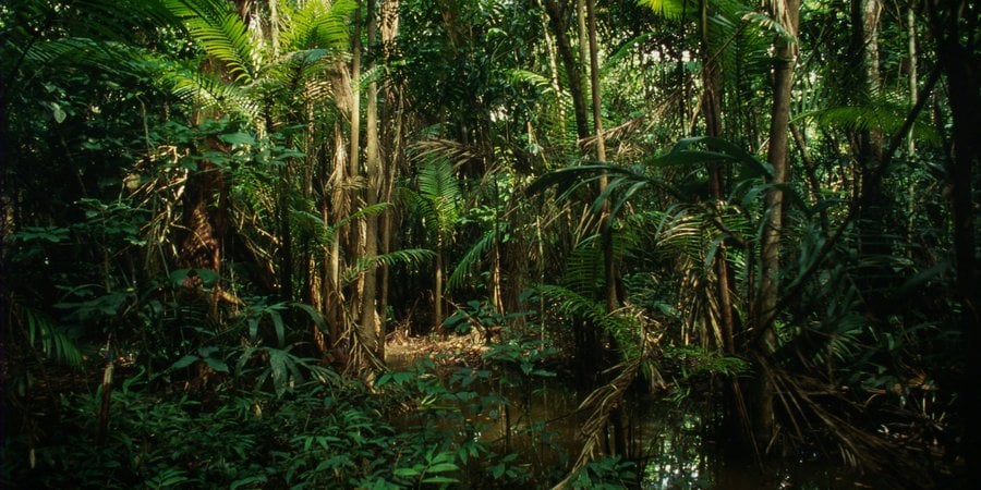 Palm trees illuminated by a ray of sun deep in jungle undergrowth