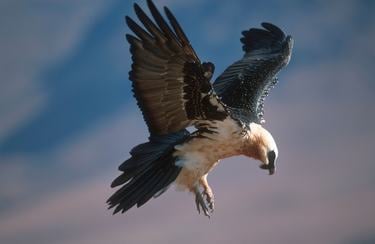 A bearded vulture with a white body and dark brown wings in flight looks down with talons out